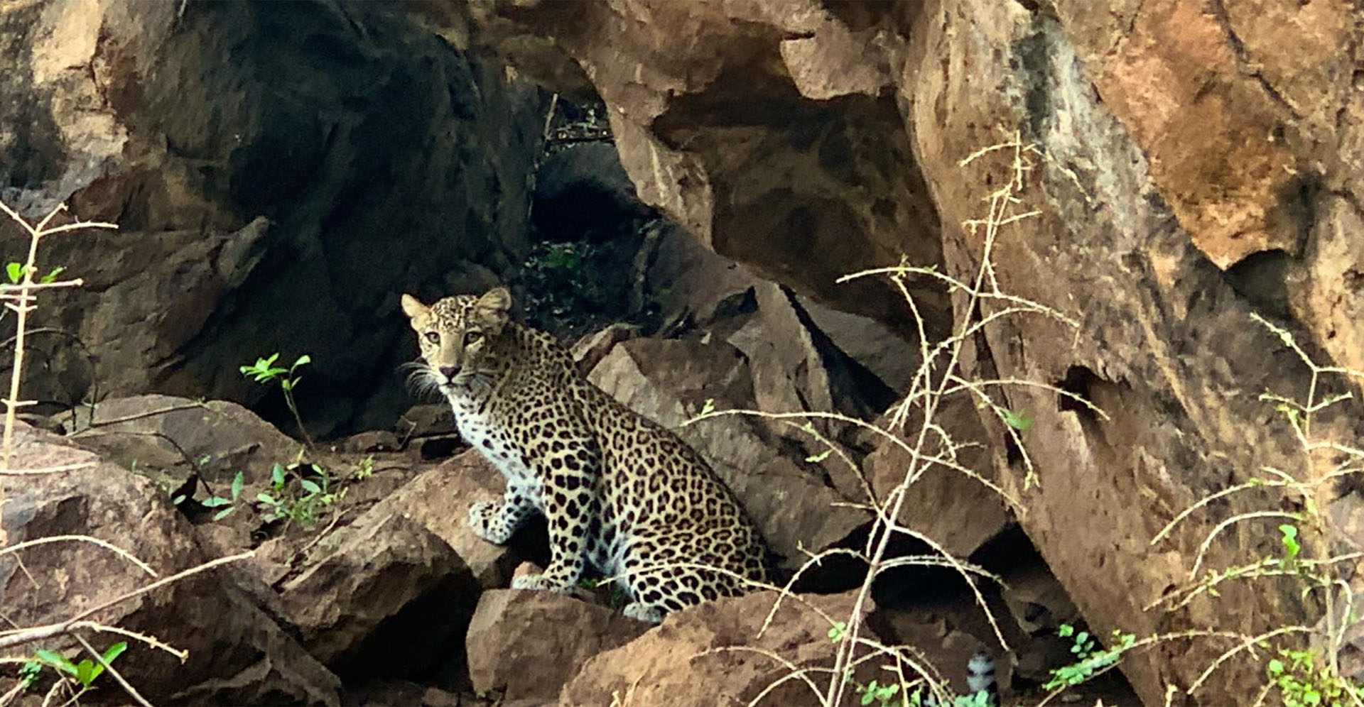 Big CAT